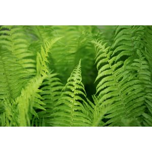 Papraď hrdzavá (Dryopteris affinis) kont. P9